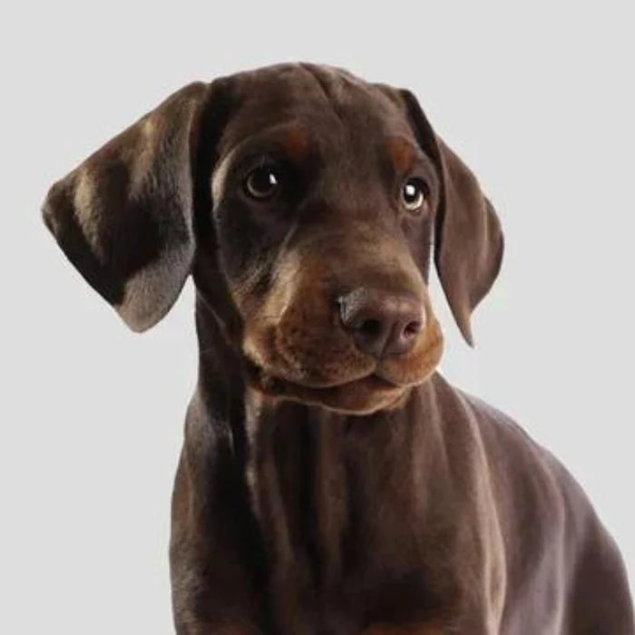 Chiot