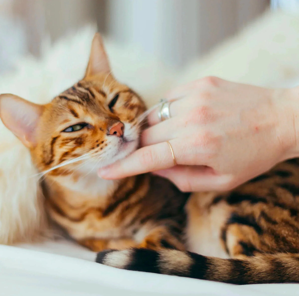 La nutrition rencontre l'amour à chaque bouchée.