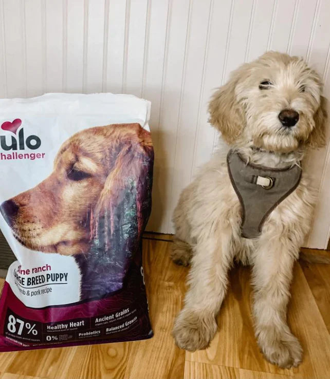 Le chiot adore ça !