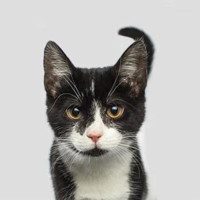 Chaton